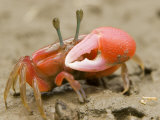 A fiddler crab forages on the mangrove mudflats at low tide Fotografisk tryk af Tim Laman