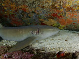 A nurse shark with mating scars lies on the ocean's sandy bottom Photographic Print by Brian J. Skerry