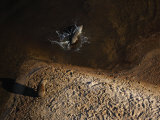 One capybara dives into the Rio Negro while another sits on its bank Photographic Print by Bobby Haas