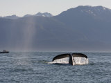A humpback whale surfaces and dives into Stephens Passage Photographic Print by Melissa Farlow