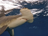 A great hammerhead shark swimming near the ocean's surface Photographie par Brian J. Skerry