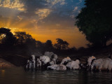 Elephants drink at the last remaining water hole during dry season Photographic Print by Michael Nichols