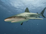 A Caribbean reef shark swimming in the waters off the Bahama Islands Fotoprint van Brian J. Skerry