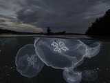 Moon jellyfish rise at nightfall off the island of Gam Photographie par David Doubilet