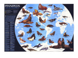 Pinnipeds Around The World Map 1987 Poster