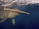 A great hammerhead shark swimming near the ocean's surface Photographic Print by Brian J. Skerry