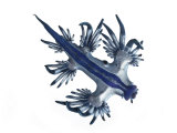 A Glaucus nudibranch camouflaged in blue and silver Fotografie-Druck von David Liittschwager