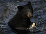 A black bear feeds on salmon in Anan Creek Photographic Print by Melissa Farlow