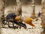 A fiddler crab among the spike-like roots of Sonneratia mangroves Photographic Print by Tim Laman