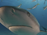 A Caribbean reef shark swimming in the waters off the Bahama Islands Photographic Print by Brian J. Skerry