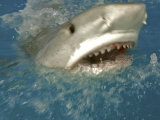 A surfacing tiger shark Photographic Print by Brian J. Skerry