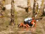 A fiddler crab among the spike-like roots of Sonneratia mangroves Photographic Print by Tim Laman
