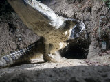 A remote camera captures a crocodile exiting its cave Lámina fotográfica por Michael Nichols