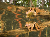 A crab forages on a red mangrove root Photographic Print by Tim Laman