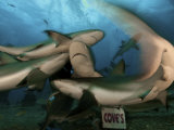Caribbean reef sharks feeding at a popular dive resort Photographic Print by Brian J. Skerry