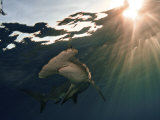 A great hammerhead shark Photographie par Brian J. Skerry