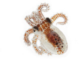 This young octopus surfaces under cover of darkness to feed Photographic Print by David Liittschwager