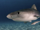 A tiger shark swimming over the ocean's sandy bottom with a remora Photographic Print by Brian J. Skerry