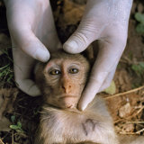 A sedated juvenile rhesus macaque yields biological samples Photographic Print by Lynn Johnson