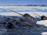 A pod of male narwhals gather at the Arctic ice edge to eat cod Photographic Print by Paul Nicklen