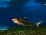 A tiger shark swimming over a turtle grass habitat Photographie par Brian J. Skerry