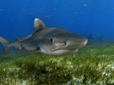 A young tiger shark swimming over turtle grass Photographic Print by Brian J. Skerry