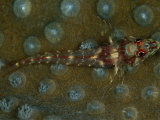 A nearly transparent triplefin lingers on stony coral Photographic Print by Jennifer Hayes