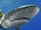 An oceanic whitetip shark swimming in the waters off the Bahamas Photographic Print by Brian J. Skerry