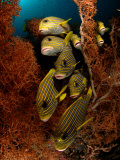 Ribboned sweetlips peer from a towering coral tree Photographic Print by Jennifer Hayes