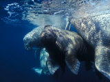 A walrus calf surrounded by adult walruses Photographic Print by Paul Nicklen