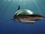 An oceanic whitetip shark swimming in the waters off the Bahamas Photographic Print by Brian J. Skerry