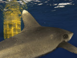 An oceanic whitetip shark swims near a shark cage Photographic Print by Brian J. Skerry