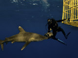 An oceanic whitetip shark swims near a scientist Photographic Print by Brian J. Skerry