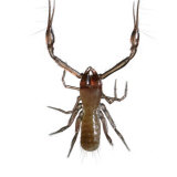 Venom-spitting pincers make this pseudoscorpion a formidable predator Photographic Print by David Liittschwager
