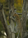 A young leopard practices her hunting skills on quick squirrels Photographic Print by Beverly Joubert
