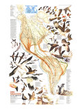 Bird Migration In The Americas Map 1979 Poster