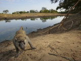 A remote camera captures a curious baboon Photographic Print by Michael Nichols