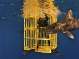 An oceanic whitetip shark swims past a scientist Photographic Print by Brian J. Skerry