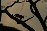 A female leopard stalking for prey Photographic Print by Beverly Joubert