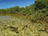 A lemon shark pup swims among mangrove roots Photographic Print by Brian J. Skerry