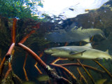 A tagged lemon shark pup swims among mangrove roots Photographic Print by Brian J. Skerry