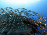 Sweeper fish in the waters off of Banta Island Photographic Print by Randy Olson
