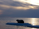 Atlantic walrus living on the pack ice in Foxe Basin Photographic Print by Paul Nicklen