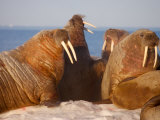 Atlantic walruses living on the pack ice in Foxe Basin Photographic Print by Paul Nicklen