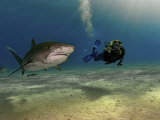 A female diver swims with tiger sharks and a remora Photographic Print by Brian J. Skerry