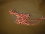 Flamingos align in formation in a lagoon along the Gulf of Mexico Photographic Print by Bobby Haas