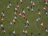 A squadron of flamingos in close formation Photographic Print by Bobby Haas
