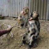 Performing macaques,decorated with paint, pull on their leash Photographic Print by Lynn Johnson