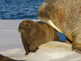 Atlantic walrus raising their young on the pack ice in Foxe Basin Photographic Print by Paul Nicklen