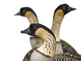 Hawaiian geese at the Great Plains Zoo Photographic Print by Joel Sartore